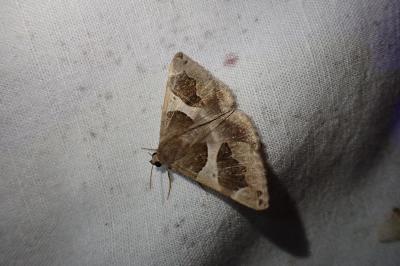 Dysgonia algira