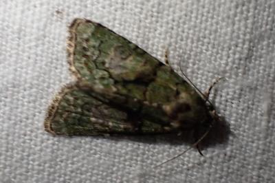 Cryphia algae