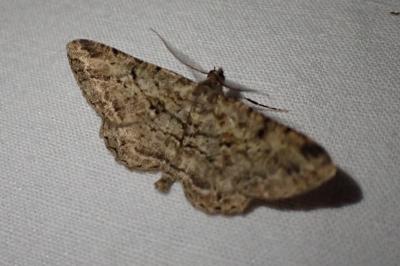 Peribatodes rhomboidaria