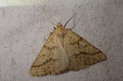 Aspitates ochrearia