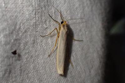 Eilema caniola