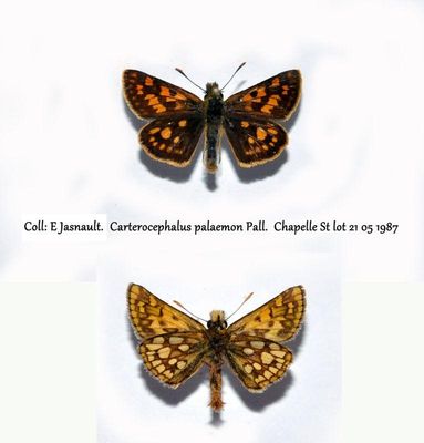 Carterocephalus palaemon