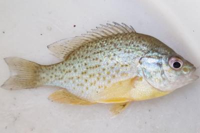 Lepomis gibbosus