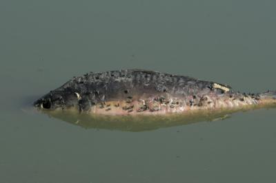 Cyprinus carpio