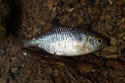 poissons1786346524