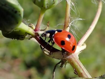 Coccinelle à sept points