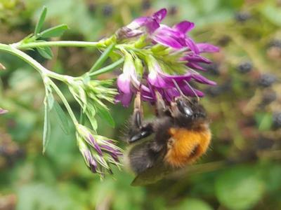 Bombus cf. hypnorum (Bourdon des arbres)