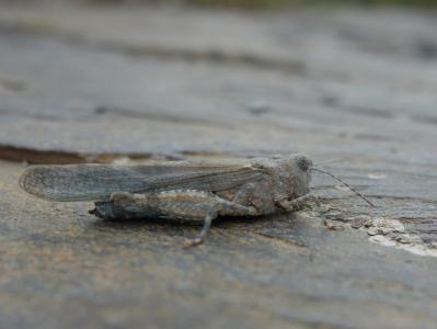 Oedipode aigue-marine