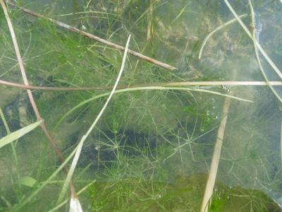 Chara globularis